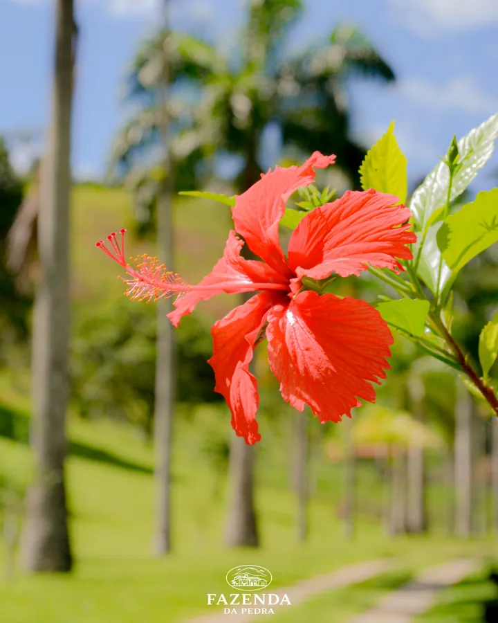 Flor de hibisco vermelha com as palmeiras desfocadas ao fundo